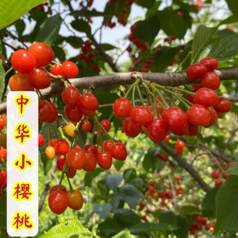 青岛小樱桃苗樱珠苗崂山大泽山樱桃本地土樱桃苗南北方种植
