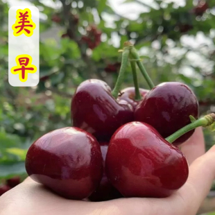 美早大樱桃苗车厘子苗南北方种植脆甜红黑车厘子苗