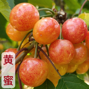 山东青岛黄蜜大樱桃苗黄樱珠车厘子自花结果黄蜜嫁接苗南北方种植