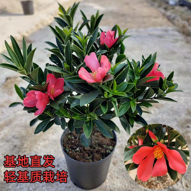 四季杜鹃红山茶花开花不断室内庭院阳台花卉盆栽花期带花苞