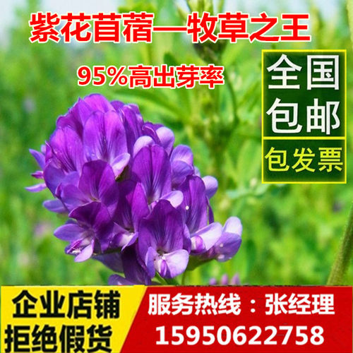 苜蓿草种子包邮价格 苜蓿草种子包邮图片 星期三