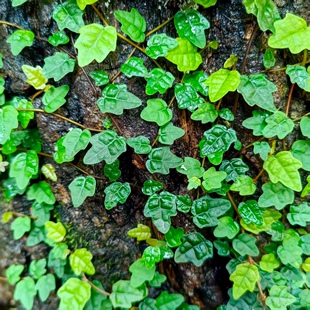 掌叶薜荔微景观素材攀援爬藤植物雨林缸盆景