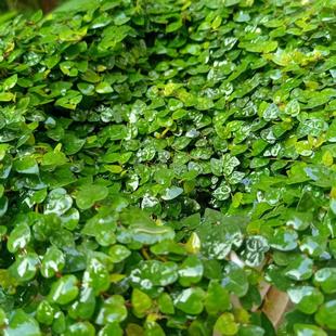 小叶薜荔心形爬藤植物雨林缸造景攀缘微景观素材