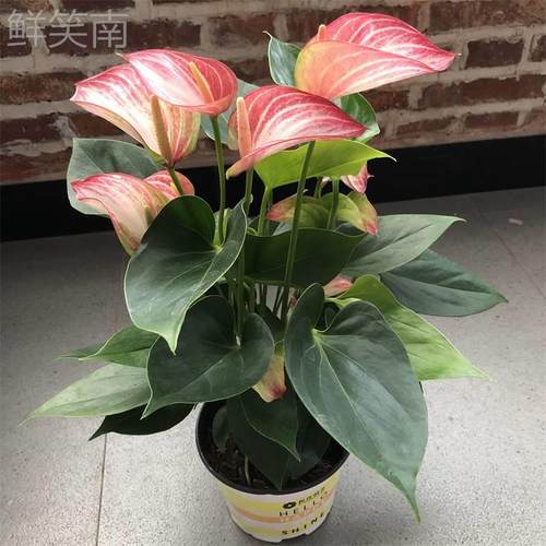 红掌盆栽彩掌粉掌紫掌齐祖白掌室内花卉植物办公桌面绿植四季开花