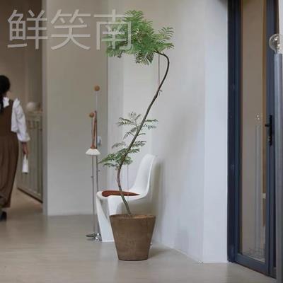 蓝花楹室内外造型盆景观景观叶盆栽植物中型落地装饰阳台网红