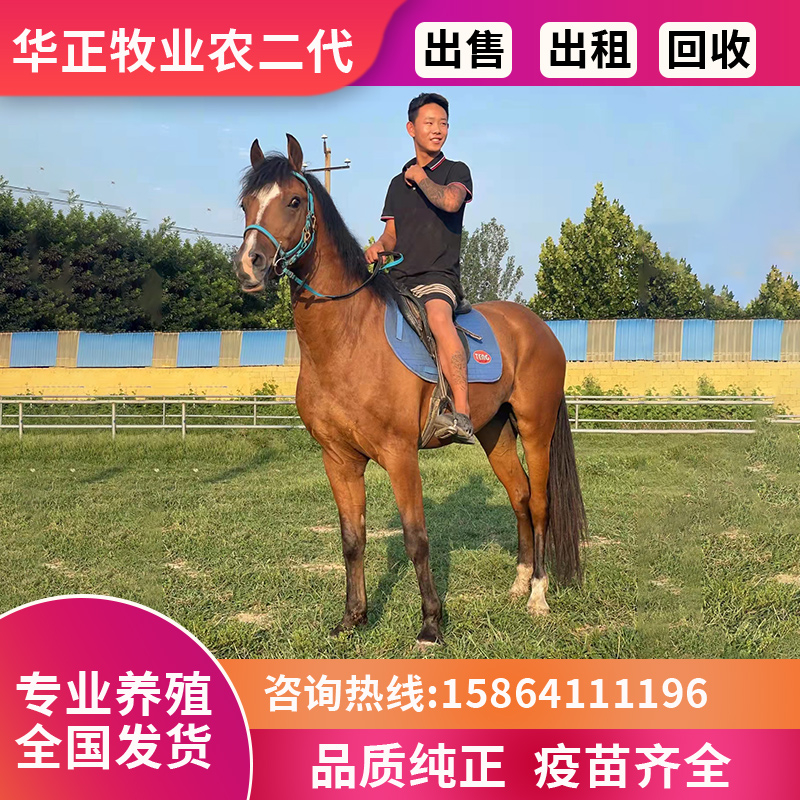 骑乘马活马真马大马出售伊犁马景区游客专用马匹骑乘蒙古马活物