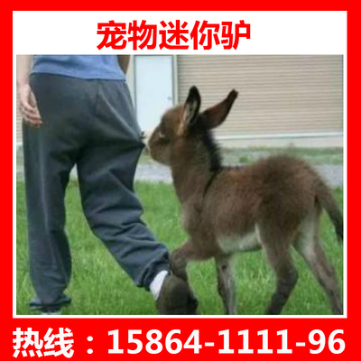 国产纯色长毛迷你驴活体宠物驴