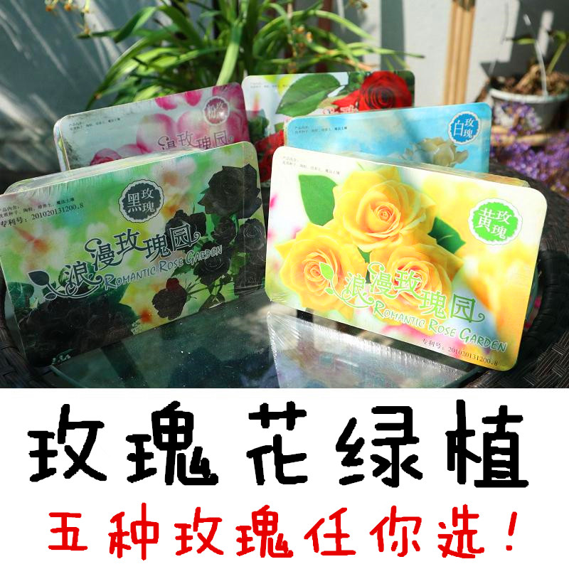 紅黃黑黃粉白玫瑰花種子綠植室內盆栽花卉鮮花陽臺種子迷你 禮物