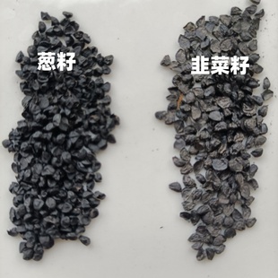 韭菜籽内蒙古正品干净无杂男茶泡水干货搭配红枸杞菟丝子北五味子