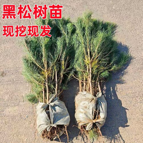 黑松绿化树苗荒山复绿护坡固土