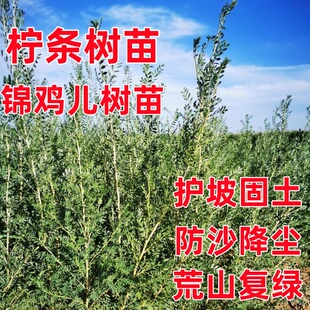 柠条树苗锦鸡儿树苗胡枝子树苗耐旱耐寒灌木护坡固土沙丘复绿