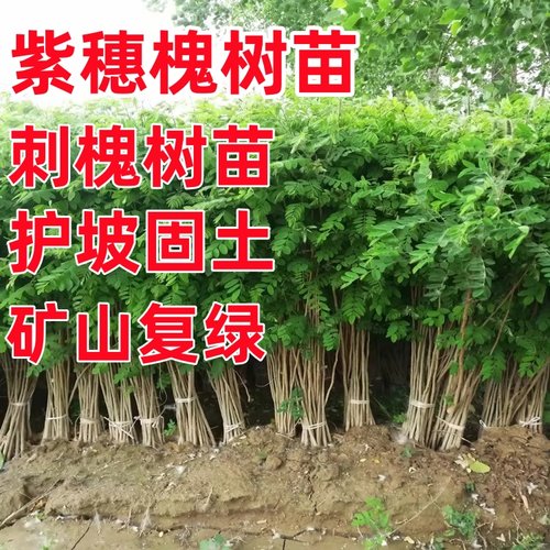 刺槐树苗洋槐树荒山复绿国槐树苗