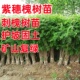 刺槐树苗紫穗槐树苗国槐树苗护坡固土矿山复绿荒山恢复绿化