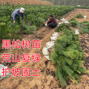 黑松树苗白皮松树苗侧柏树苗油松树苗护坡固土荒山复绿四季长青