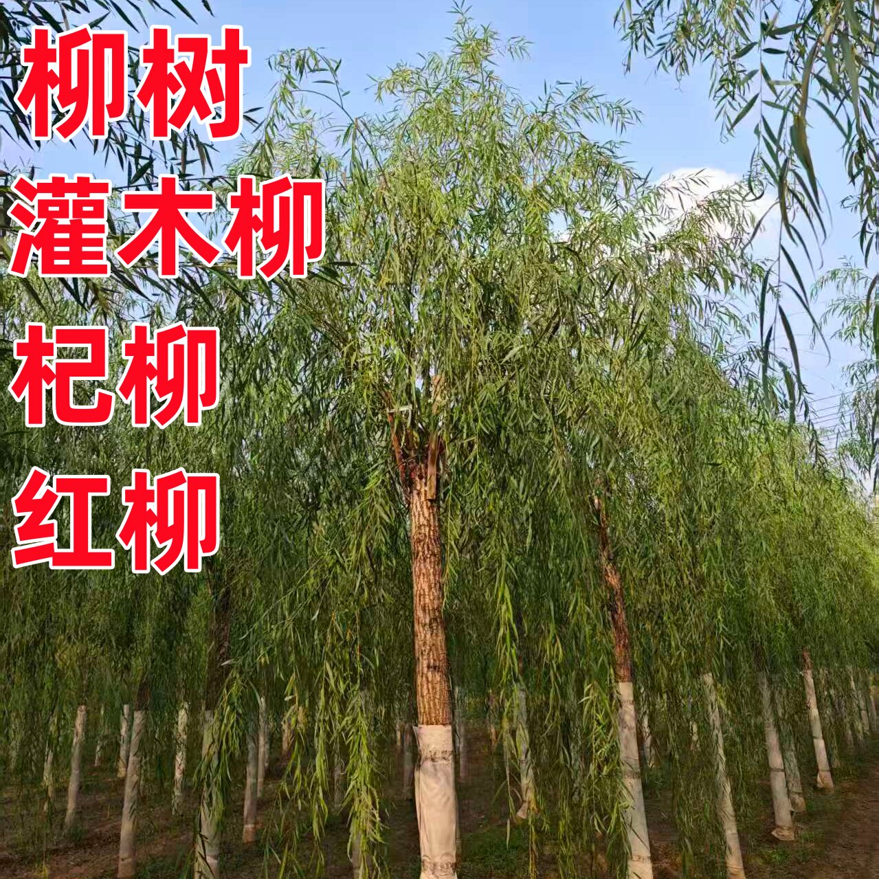灌木柳树苗沙棘树苗杞柳苗青柳树苗金丝柳红柳防风固沙耐盐碱地