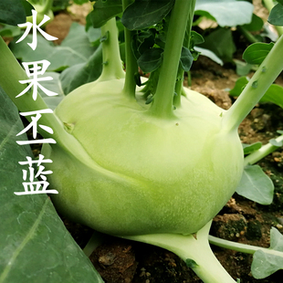 丕兰种子青苤蓝种子蔬菜种孑紫红色水果丕蓝种籽阳台盆栽四季蔬菜