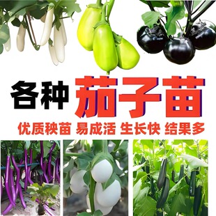 各种茄子苗紫杭茄大龙长茄紫黑圆茄种子秧苗蔬菜苗大全