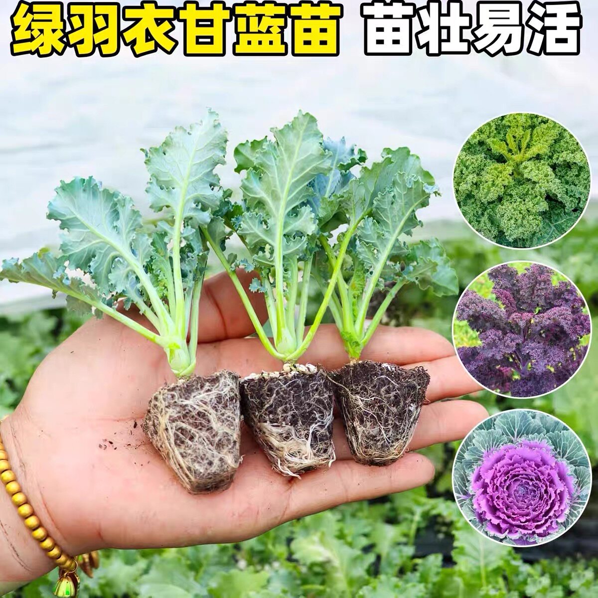 绿羽衣甘蓝种子苗孑食用观赏甘蓝种籽耐寒绿叶牡丹菜四季蔬菜庭院
