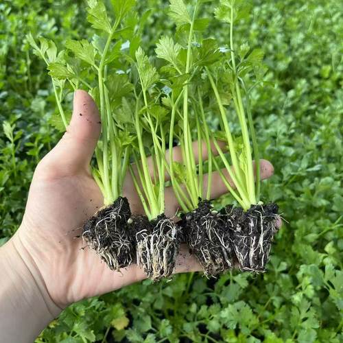 皇后穴盘芹菜苗种子基地四季