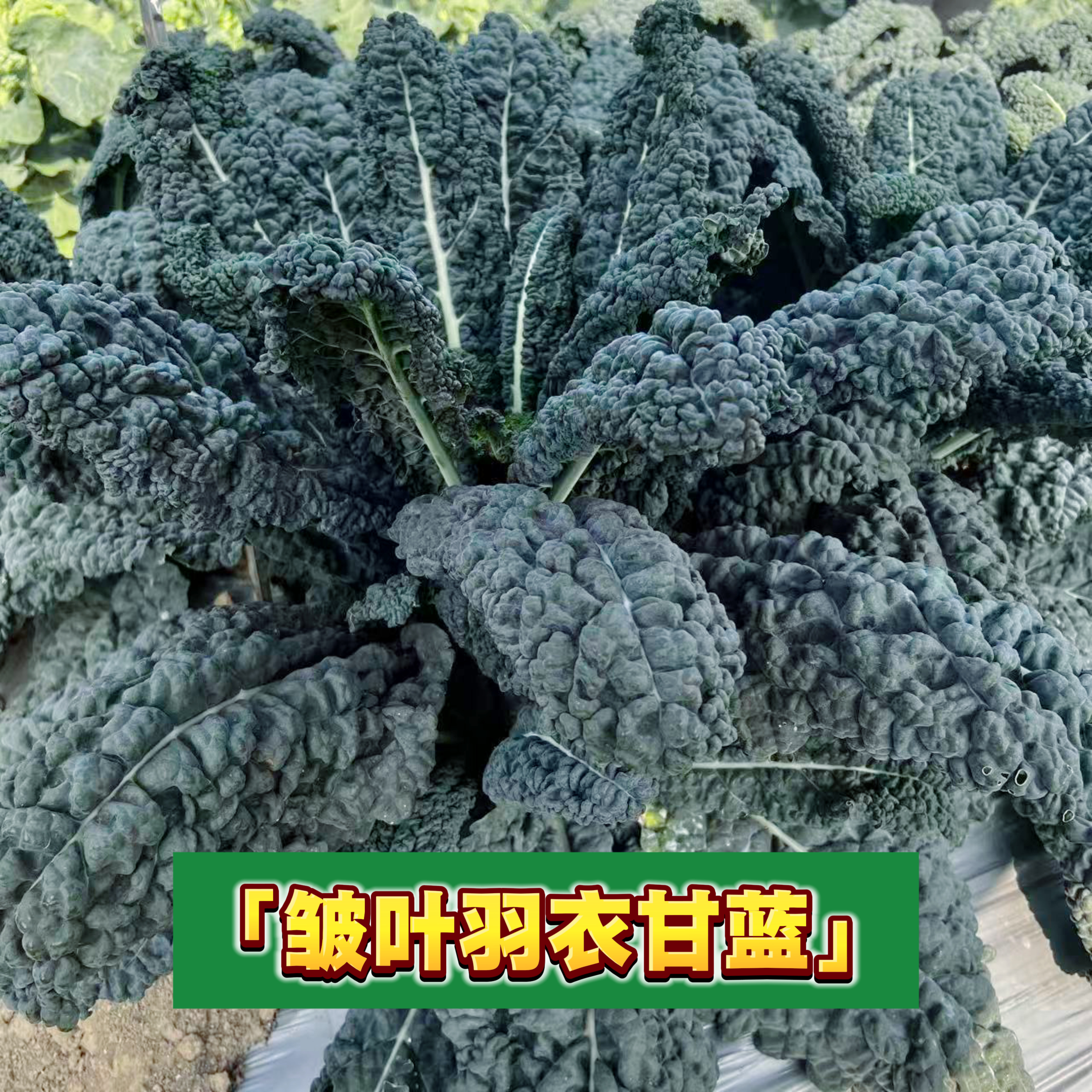 蔬菜观赏绿叶牡丹四季羽衣甘蓝