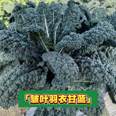 蔬菜观赏绿叶牡丹四季羽衣甘蓝