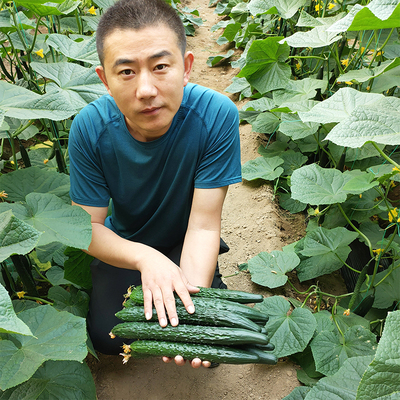 蔬菜密刺凯特四季包邮黄瓜种子