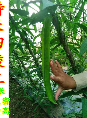 农家种子特长四角皇帝香龙豆豆