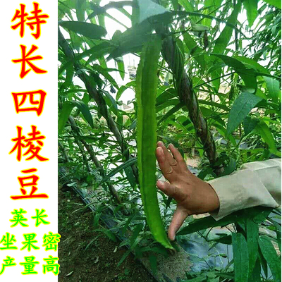 农家种子特长四角皇帝香龙豆豆