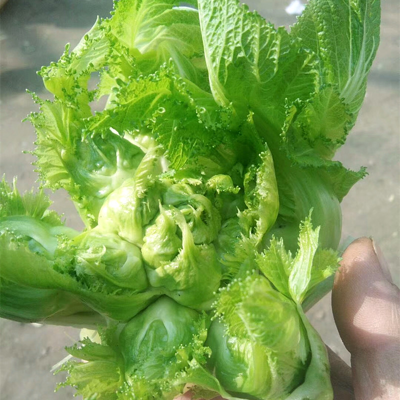 四季蔬菜儿菜种子早熟抱子芥菜抱子芥菜生菜南充娃娃菜籽阳台