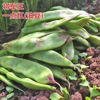 菜蔬源四季大宽油豆种子高产