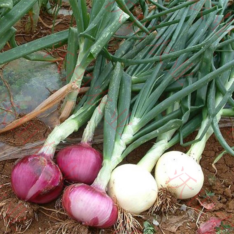 农家红皮洋葱种子苗紫皮黄皮圆葱种籽高产早熟蔬菜四季葱包邮