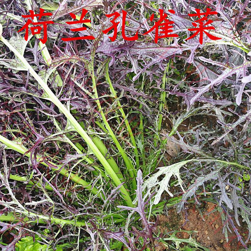 荷兰孔雀菜种籽紫色细叶沙拉菜京水菜种子早熟生长快四季蔬菜包邮