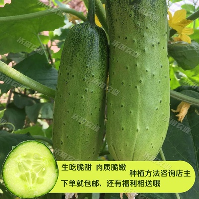 蔬菜黄瓜种子菜蔬源农家四季