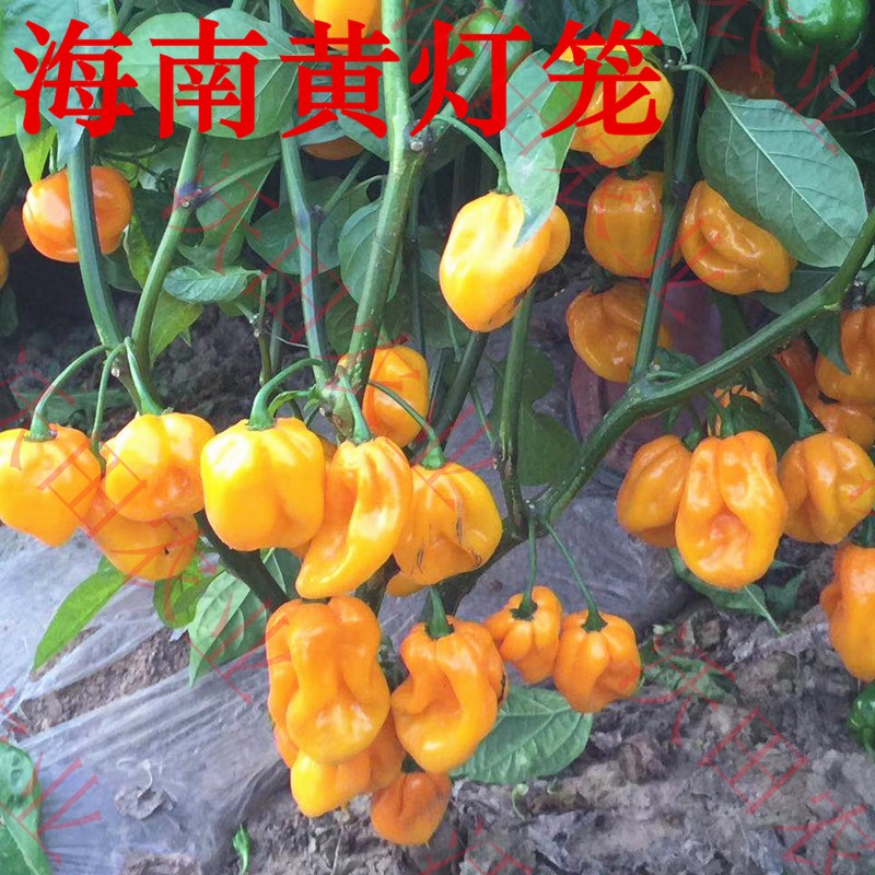 海南黄灯笼辣椒种子超辣热浪辣椒种籽魔鬼椒四季蔬菜阳台盆栽高产