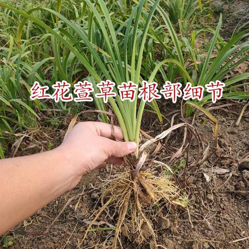 大花萱草苗黄花菜种苗黄花菜种植苗根金针菜苗根金娃娃萱草苗包活