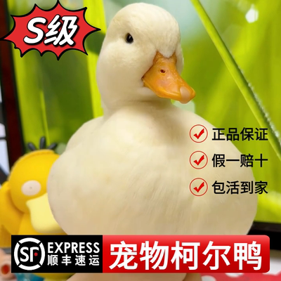 网红可达鸭子活宠物纯种柯尔鸭小幼崽青年成年赛级S级公母好品相