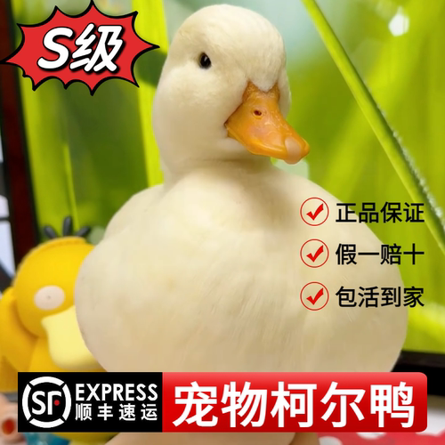 网红可达鸭子活宠物纯种柯尔鸭小幼崽青年成年赛级S级公母好品相