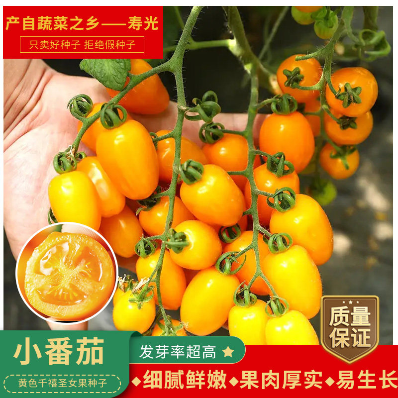 黄金贝黄千禧金耐樱桃番茄种子黄色圣女果孑迷你酸甜爽口阳台盆栽