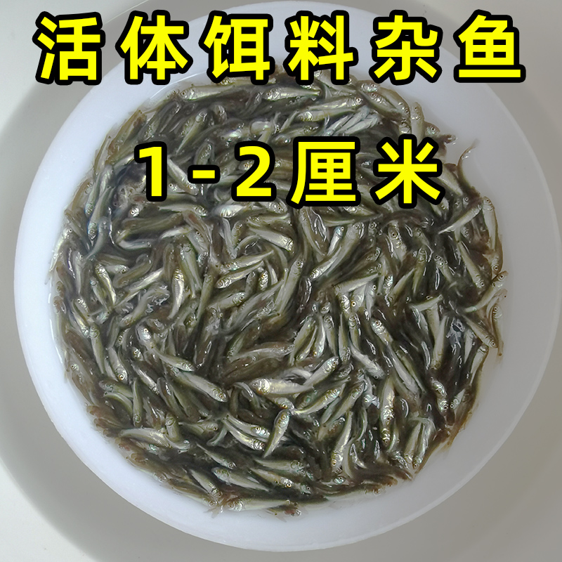 喂乌龟小杂鱼活饵料水花鱼喂龙鱼