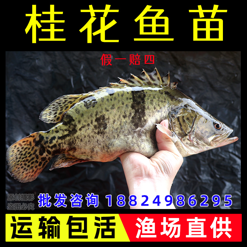 正宗桂花鱼苗淡水鳜鱼养殖鲑鱼