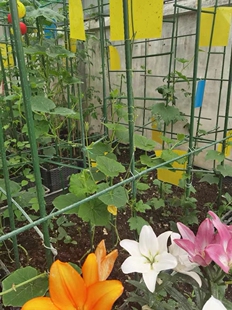 葡萄搭架钢管园艺花架百香果种植蔬菜黄瓜豆角种菜瓜棚爬藤支架杆