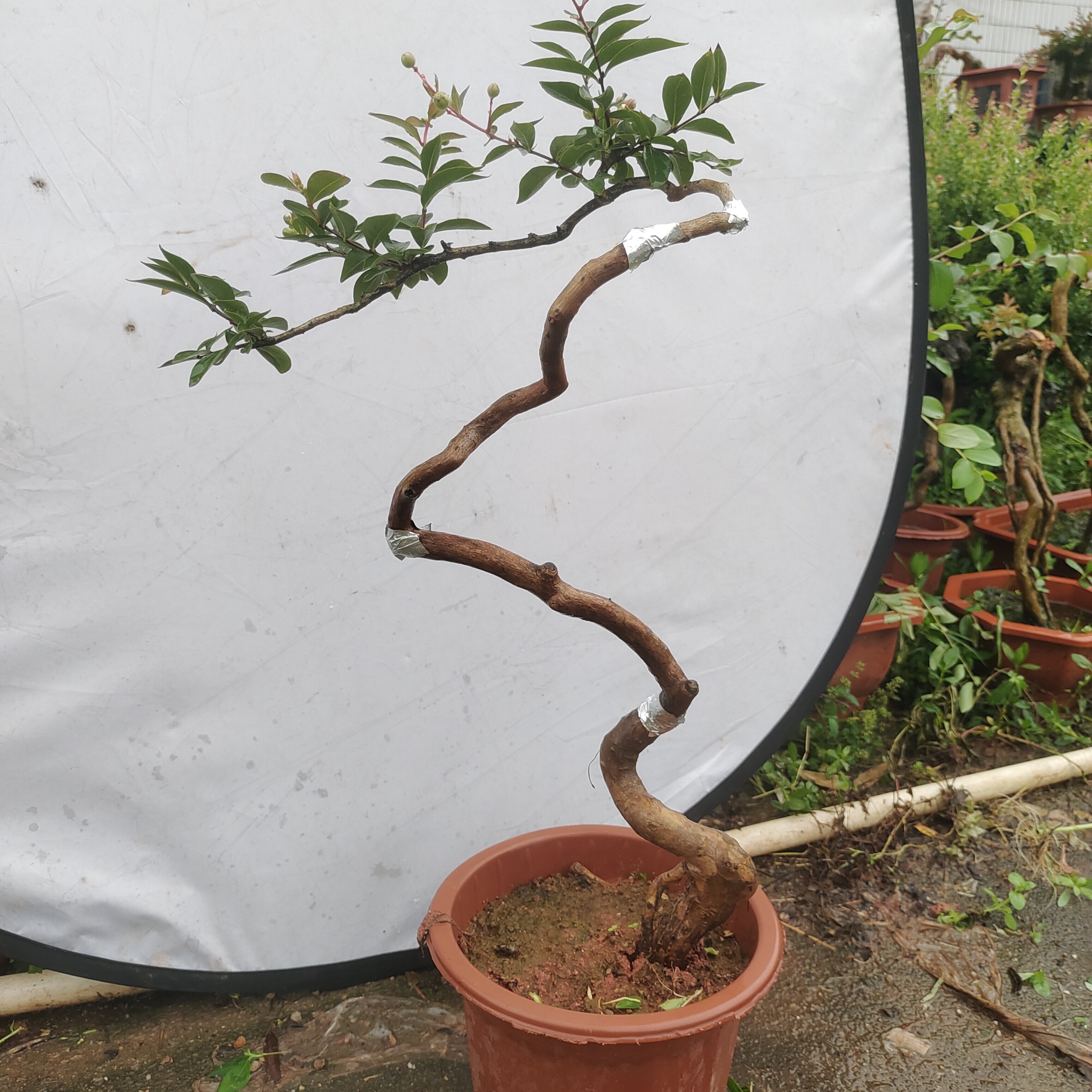 微型掌中宝小叶紫花紫薇盆栽绿植桌面绿植