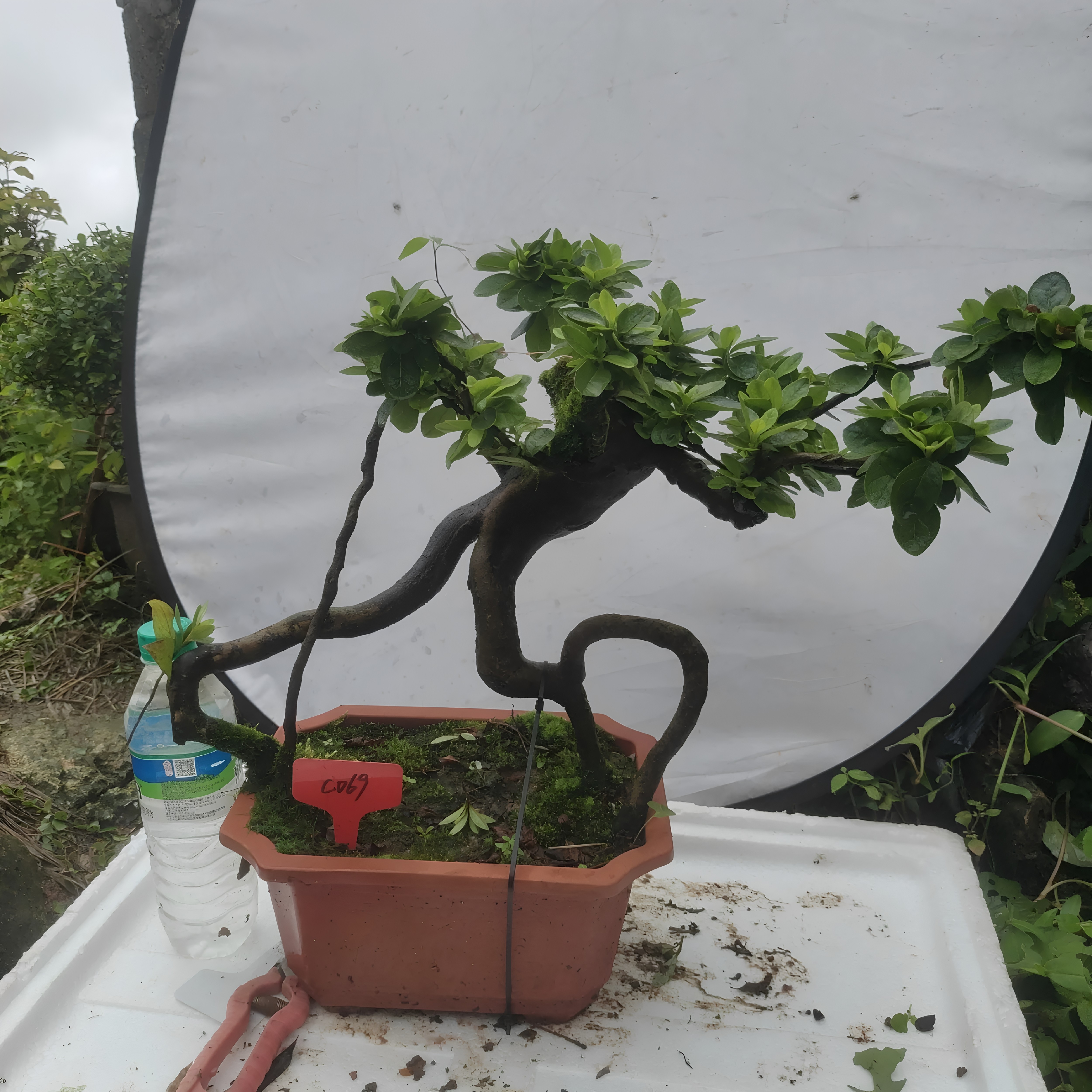 小品杜鹃花树桩盆景映山红熟桩老桩室内防辐射花卉盆栽阳台绿植图片