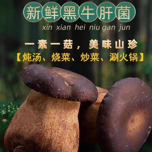 美味牛肝菌新鲜云南版纳特产干牛肝菌新鲜菌菇类蘑菇野生菌煲汤料