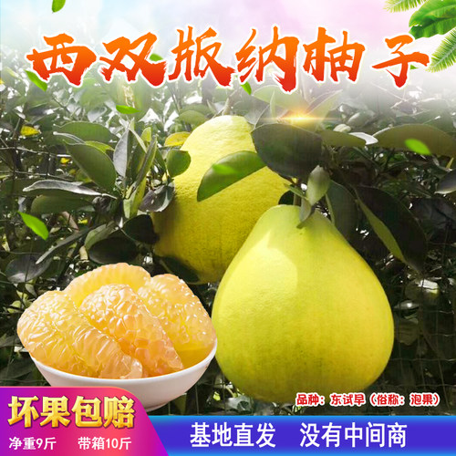 云南版纳孕妇水果现摘包邮柚子