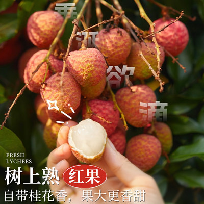 [按树龄定价荔枝鲜] 桂花香荔枝老树大果新鲜现摘现发