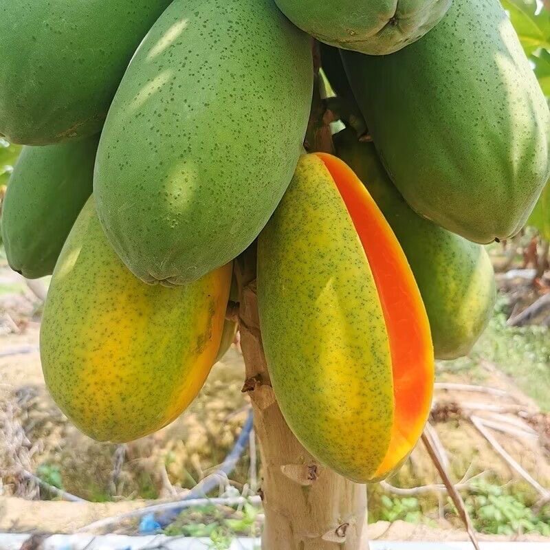 撂荒式生态种植红心木瓜