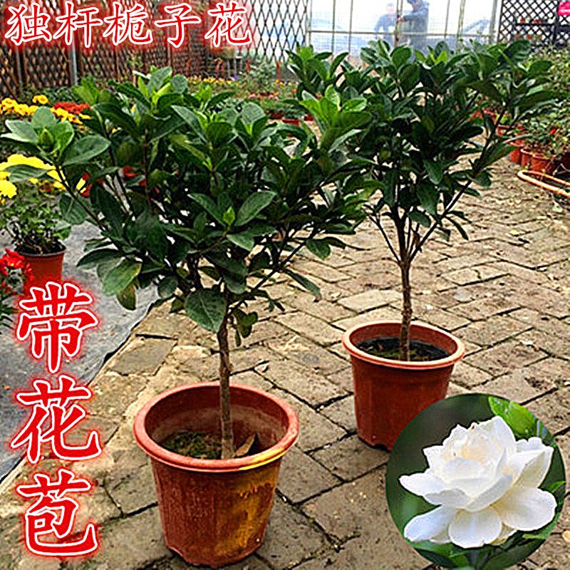 独杆大花四季开花卉牡丹大叶栀子花树苗盆栽绿植物庭院阳台室内外