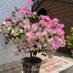 正宗绿樱带花三角梅老桩勤花新手好养阳台庭院花卉盆栽基地直发