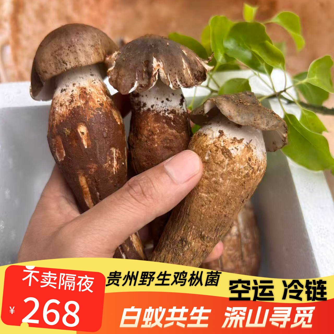 贵州野生新鲜鸡纵菌三八菇现挖特级火把鸡棕2026年鲜货非种植云南